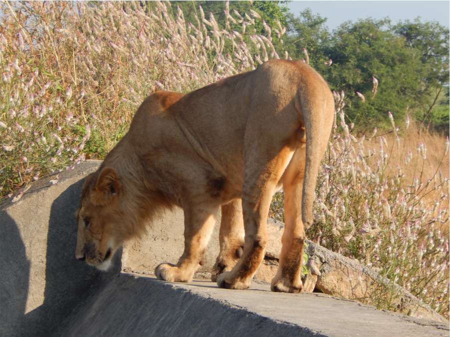 Lion at Devaliya Park