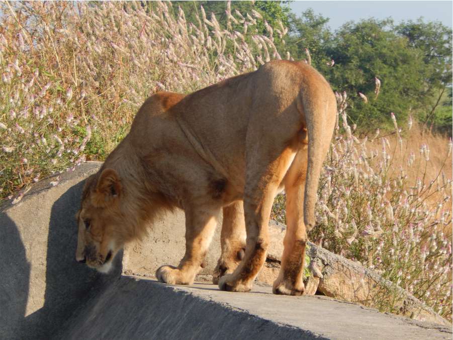 Juvenile male Asiatic Lion at Devalia Park, Gir Blog by The Kid Who Travelled.